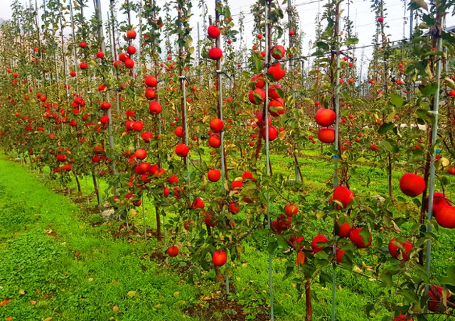 사과 재배 적과 시기 착색 관리 당도 향상_4