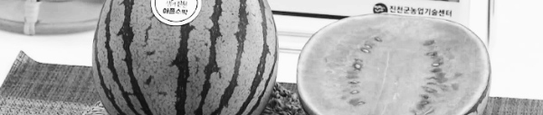 수박껍질 음식물쓰레기: 거주 지역 규정 확인