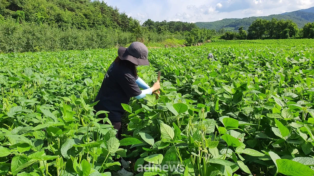 콩 재배 파종 깊이 잡초 억제 멀칭 가뭄 대비_5