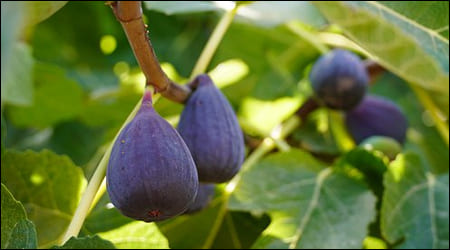 보라색으로 익은 무화과