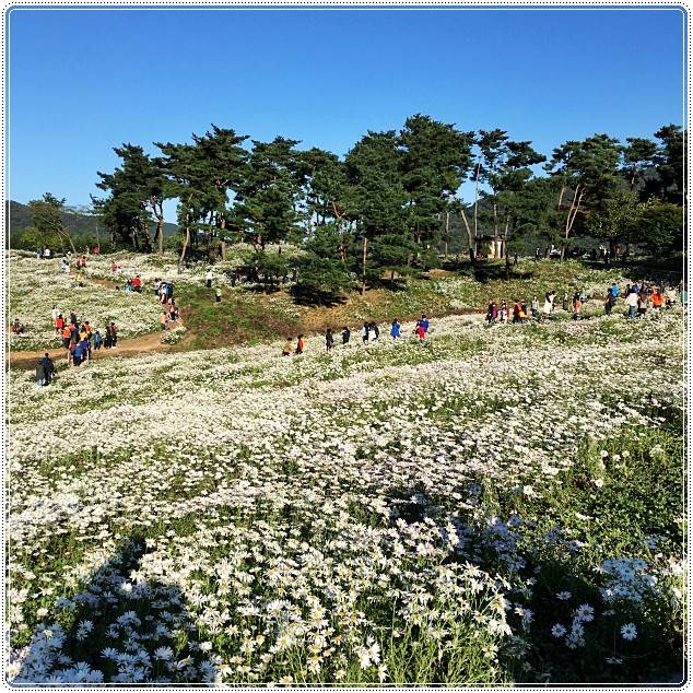 정읍구절초축제