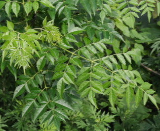 멀구슬나무 잎2