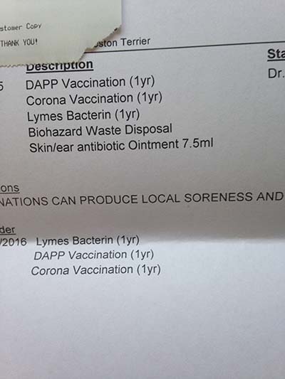 미국 강아지예방접종영수증