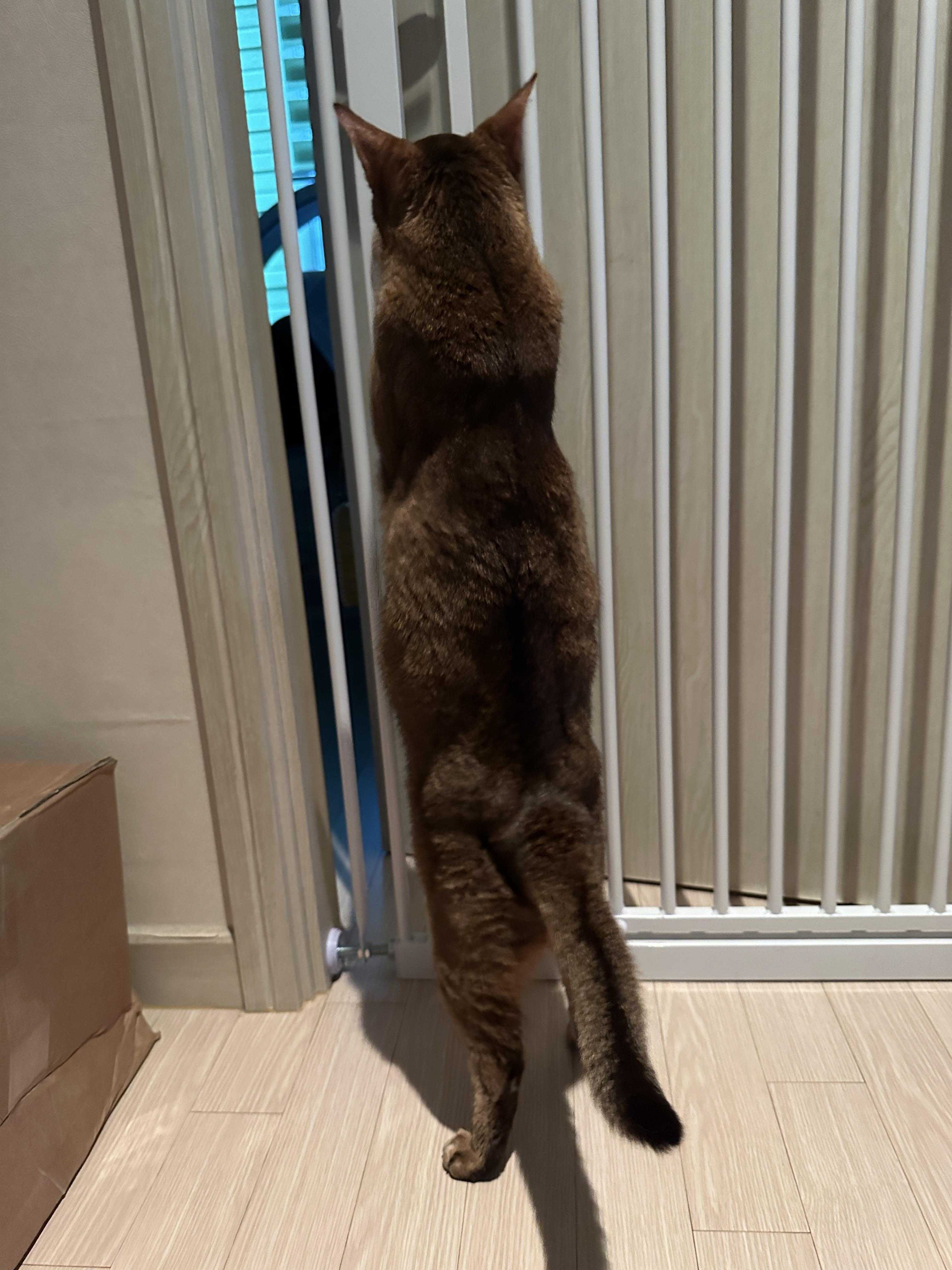 일어서있는_루디_뒷모습