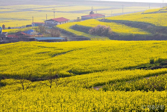 넓은 들판에 유채꽃들이 가득하다