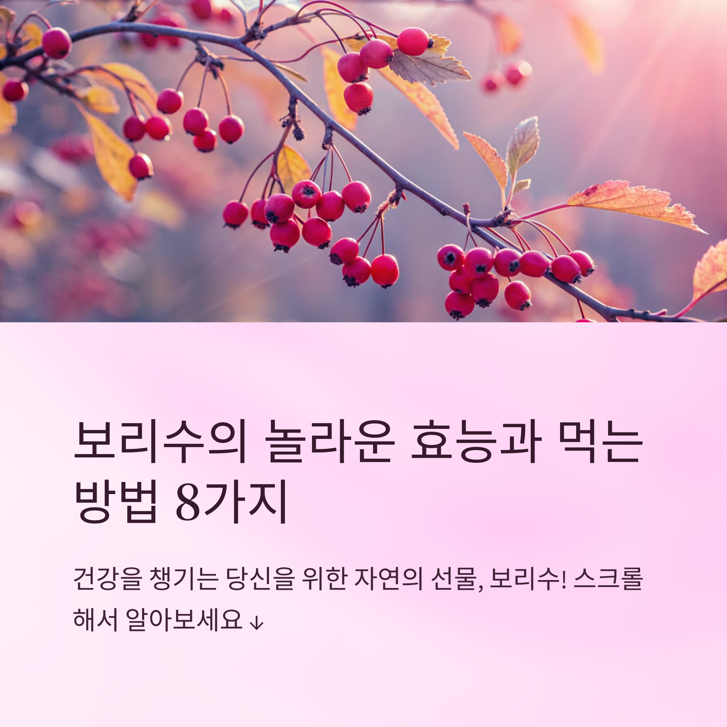 보리수효능먹는방법 간편하게 챙기는 건강팁