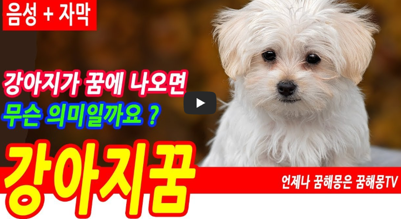 강아지 꿈해몽 영상보기