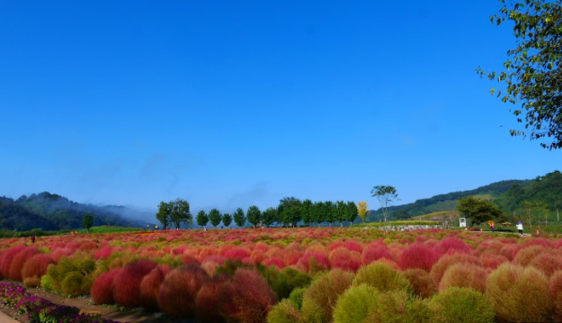 임진강 댑싸리공원 가을 여행 명소