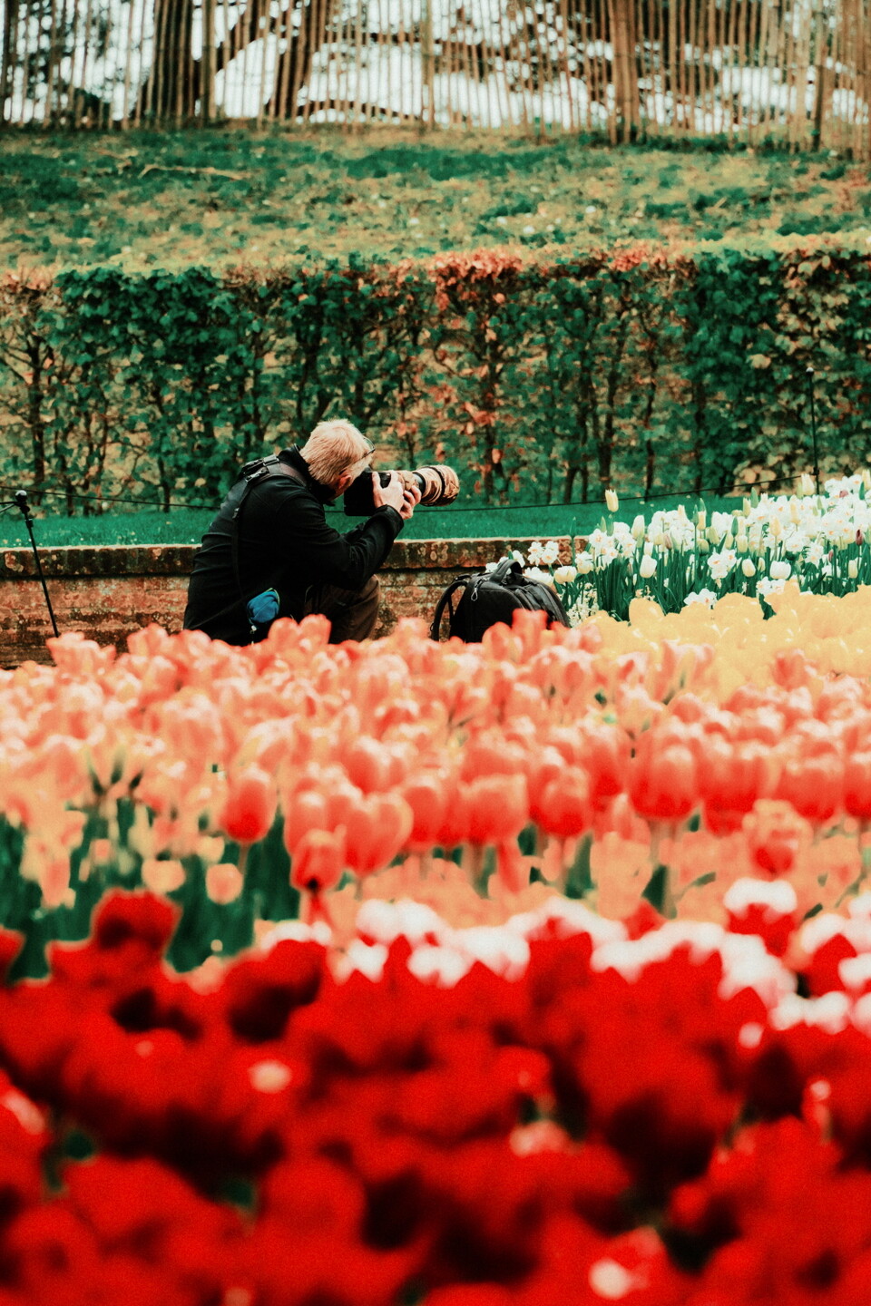 네덜란드 튤립축제