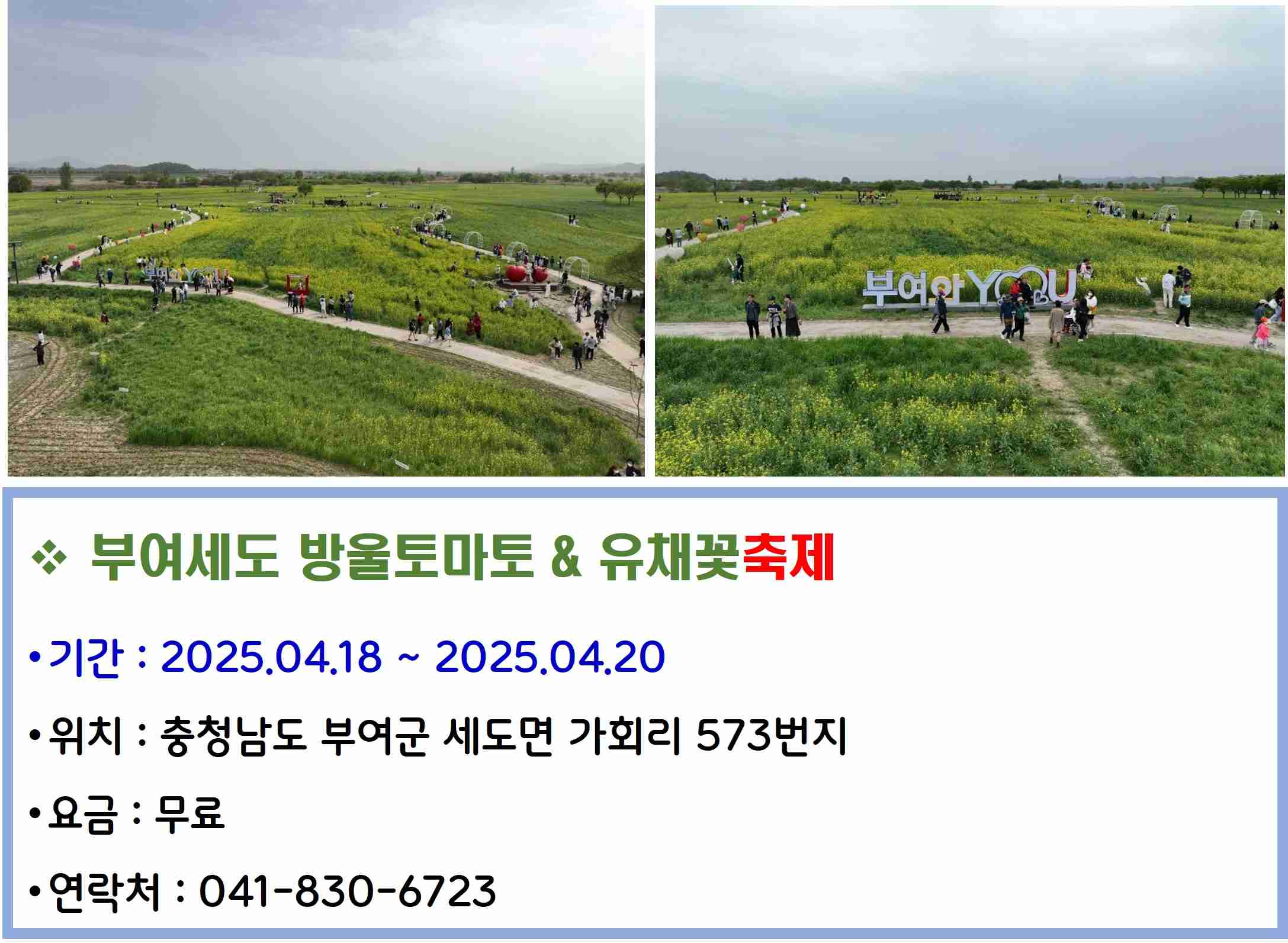 부여세도 방울토마토 &amp; 유채꽃축제