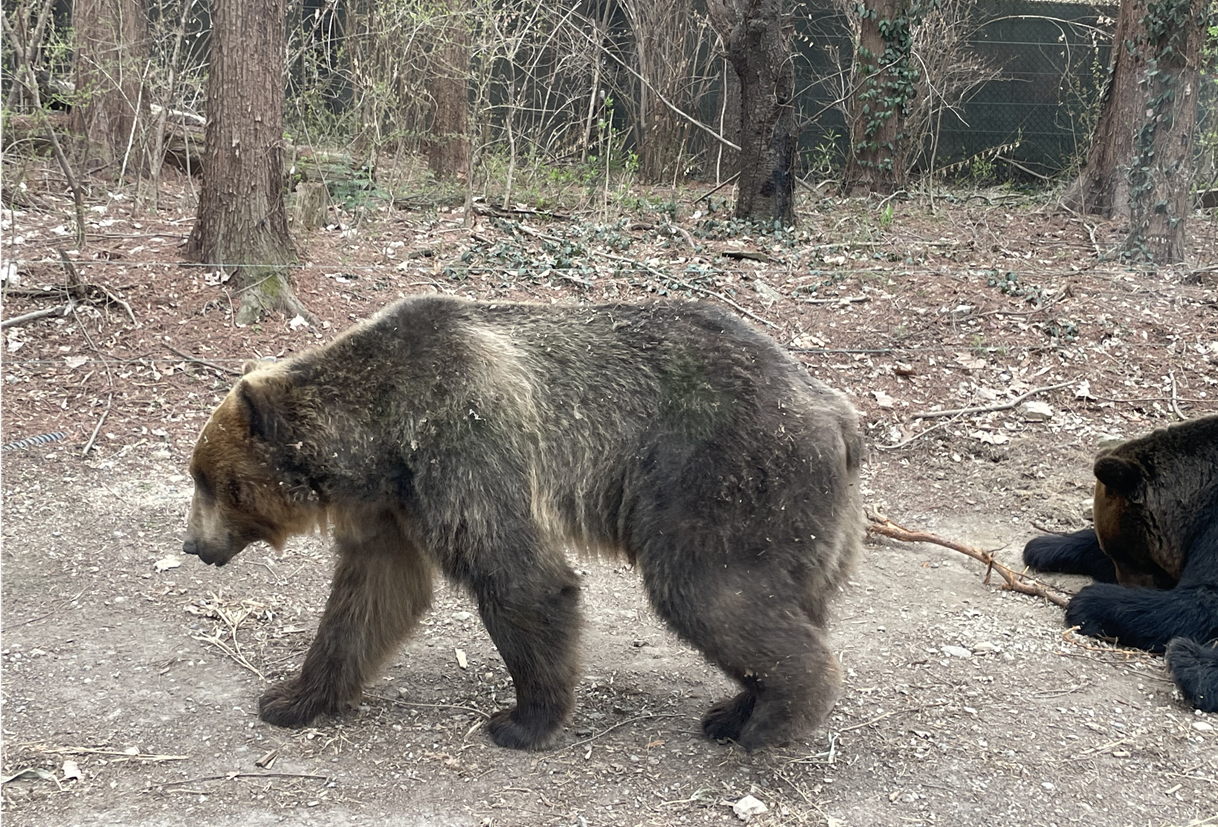 에버랜드 사파리월드