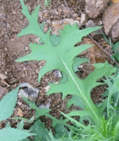 고들빼기 씀바귀 효능 종류 차이점