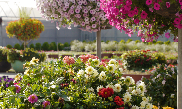 아산 세계꽃식물원