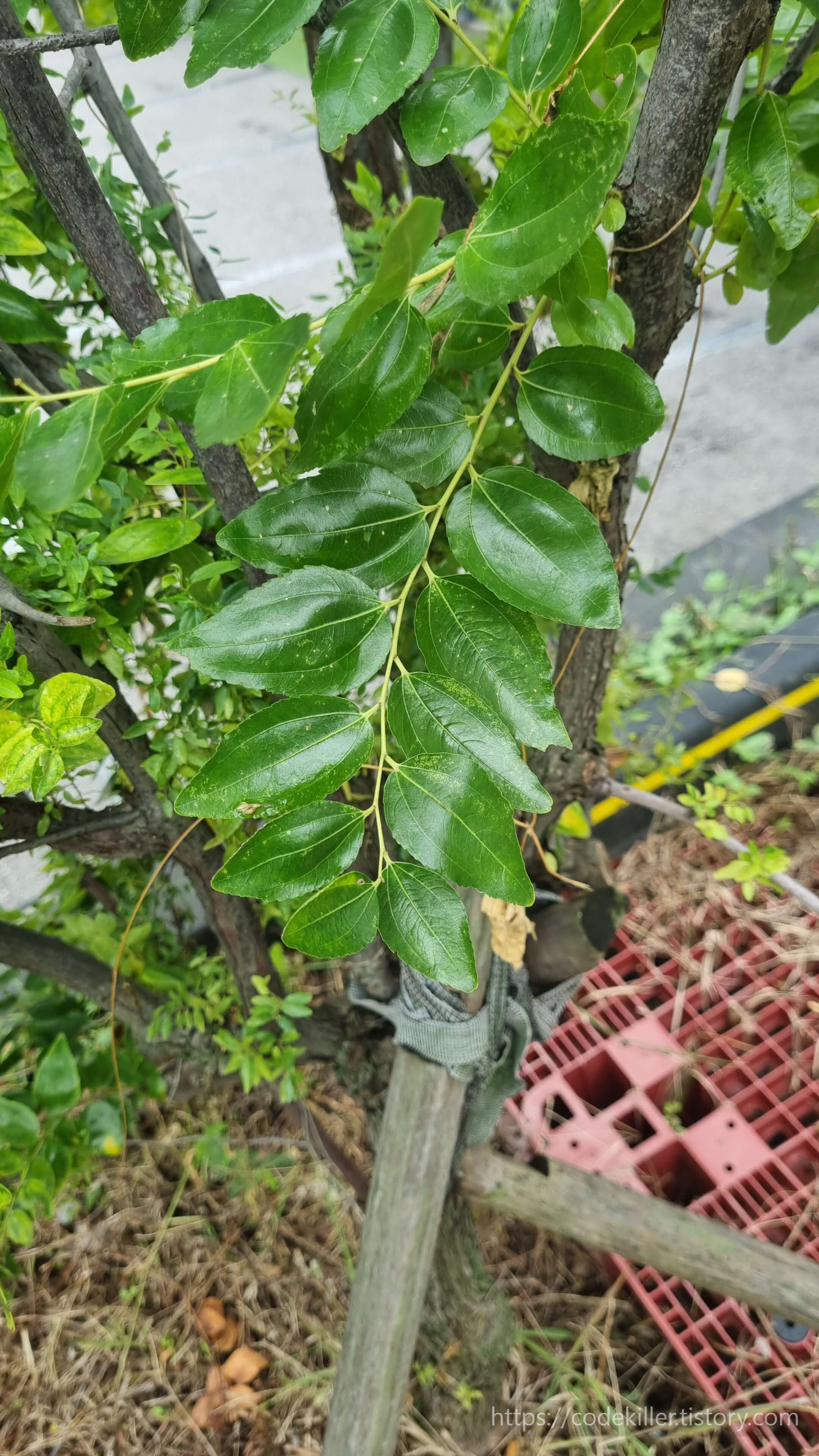 대추나무빗자루병