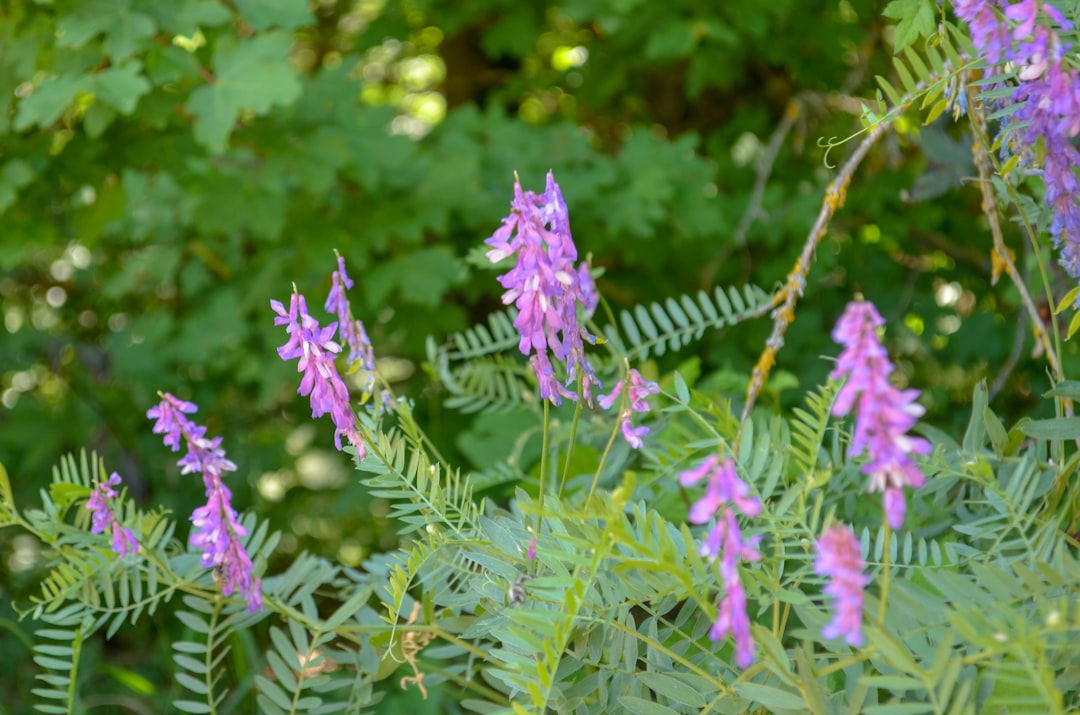 Astragalus