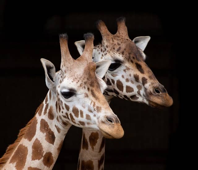 목디스크 증상 원인