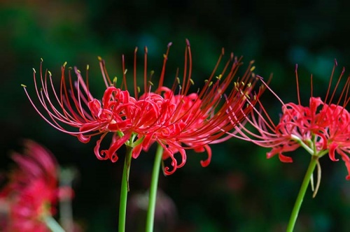 영광_불갑산_상사화축제