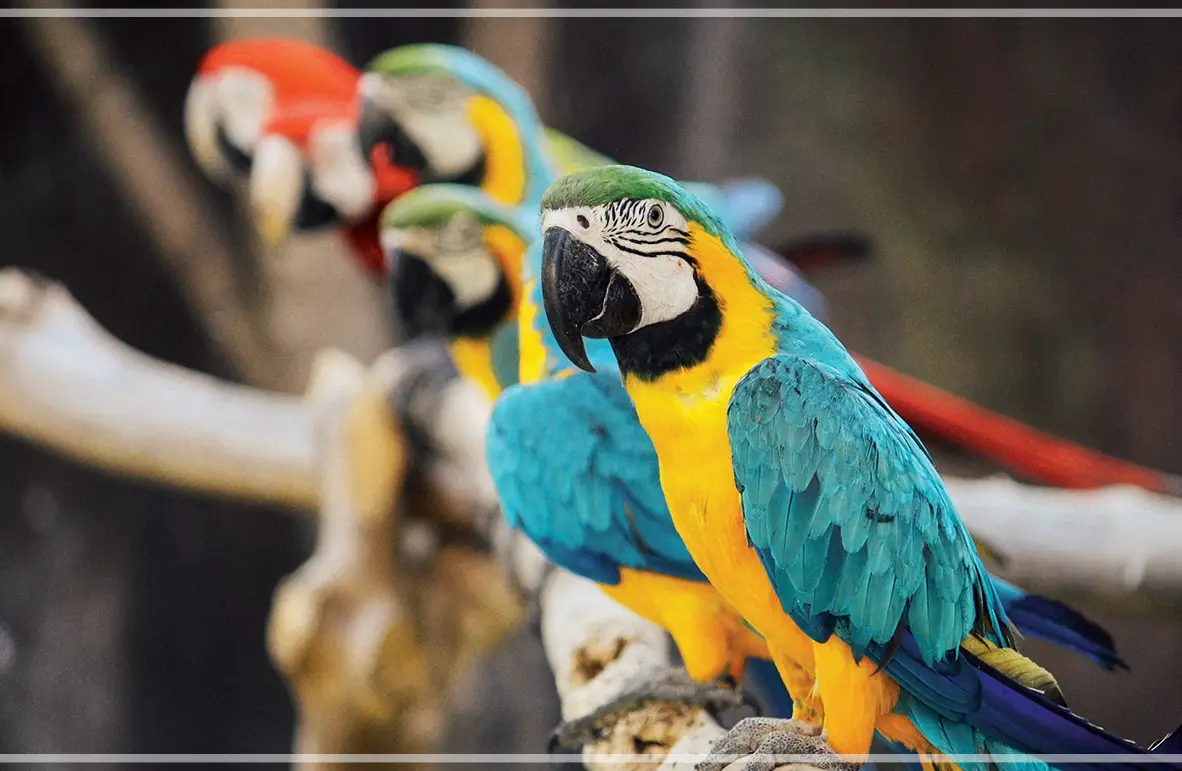 홍천-알파카월드-입장료-할인-이용-시간