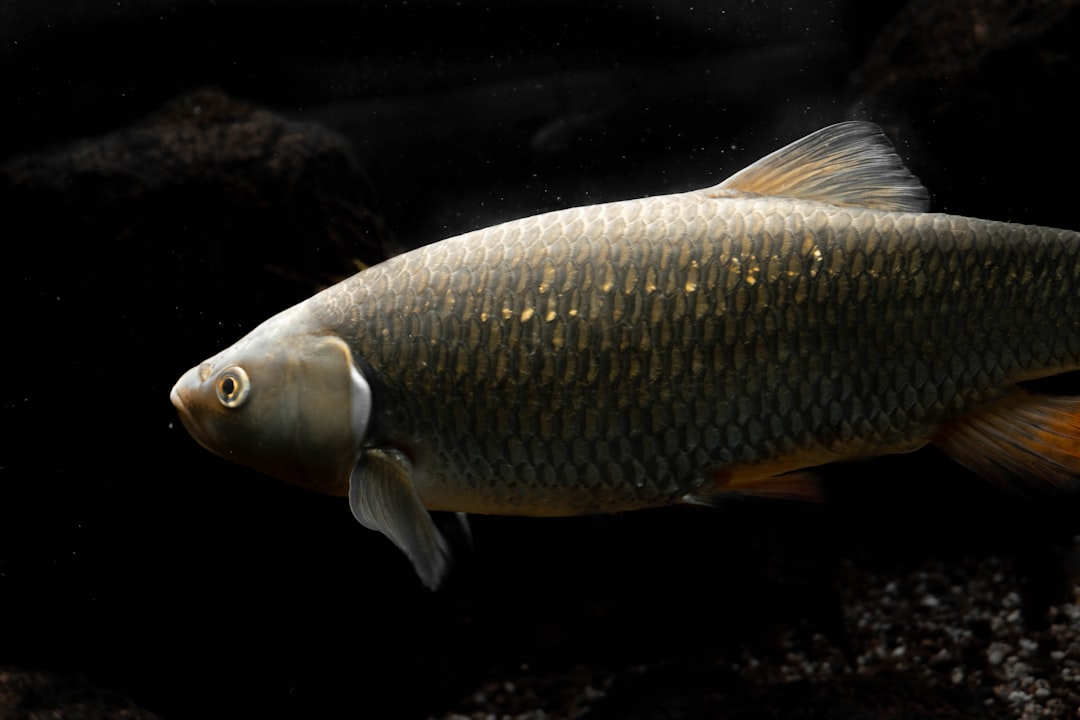 Carp