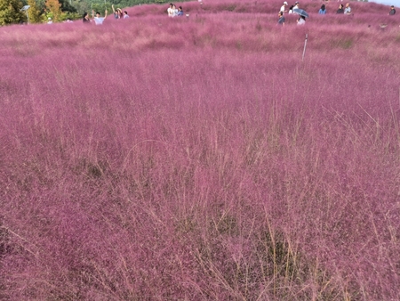 합천 핑크뮬리 신소양체육 공원 맛집 및 무료 주차 꿀팁