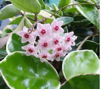 호야 키우기 꽃피우기 번식법 알고 물주기_11