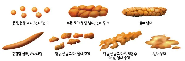 가는 똥 이유와 똥이 가늘게 나오는 이유 분석_2