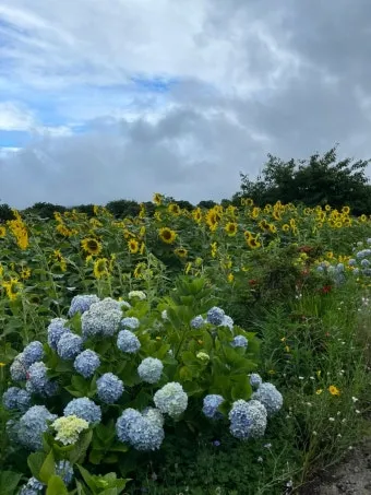 7월 국내 가족여행지 추천 베스트 코스 완벽 가이드_15