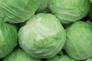양배추효능08