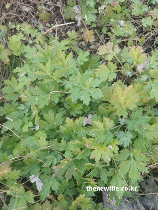 자연 속 싱그럽게 자란 쑥의 실사 이미지 – 항산화 성분이 세포 손상을 줄이고 면역 체계를 강화하는 효능을 상징