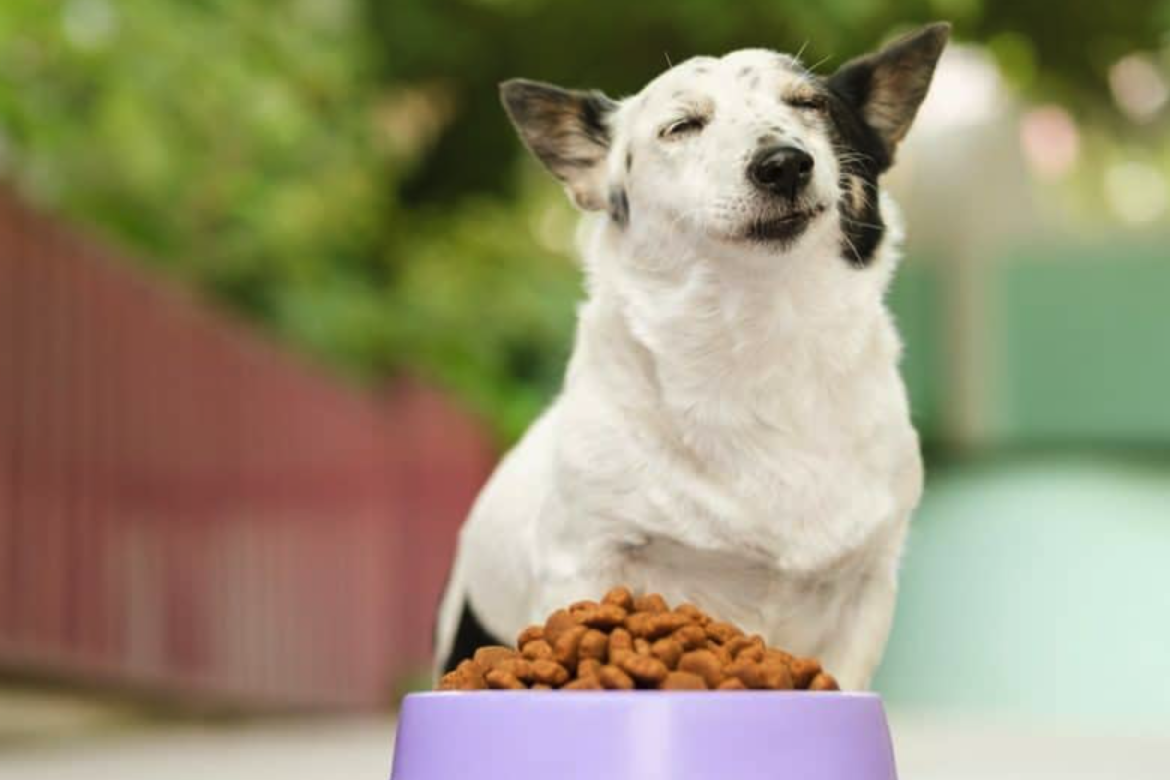 사료를 바꿔줘야할 타이밍