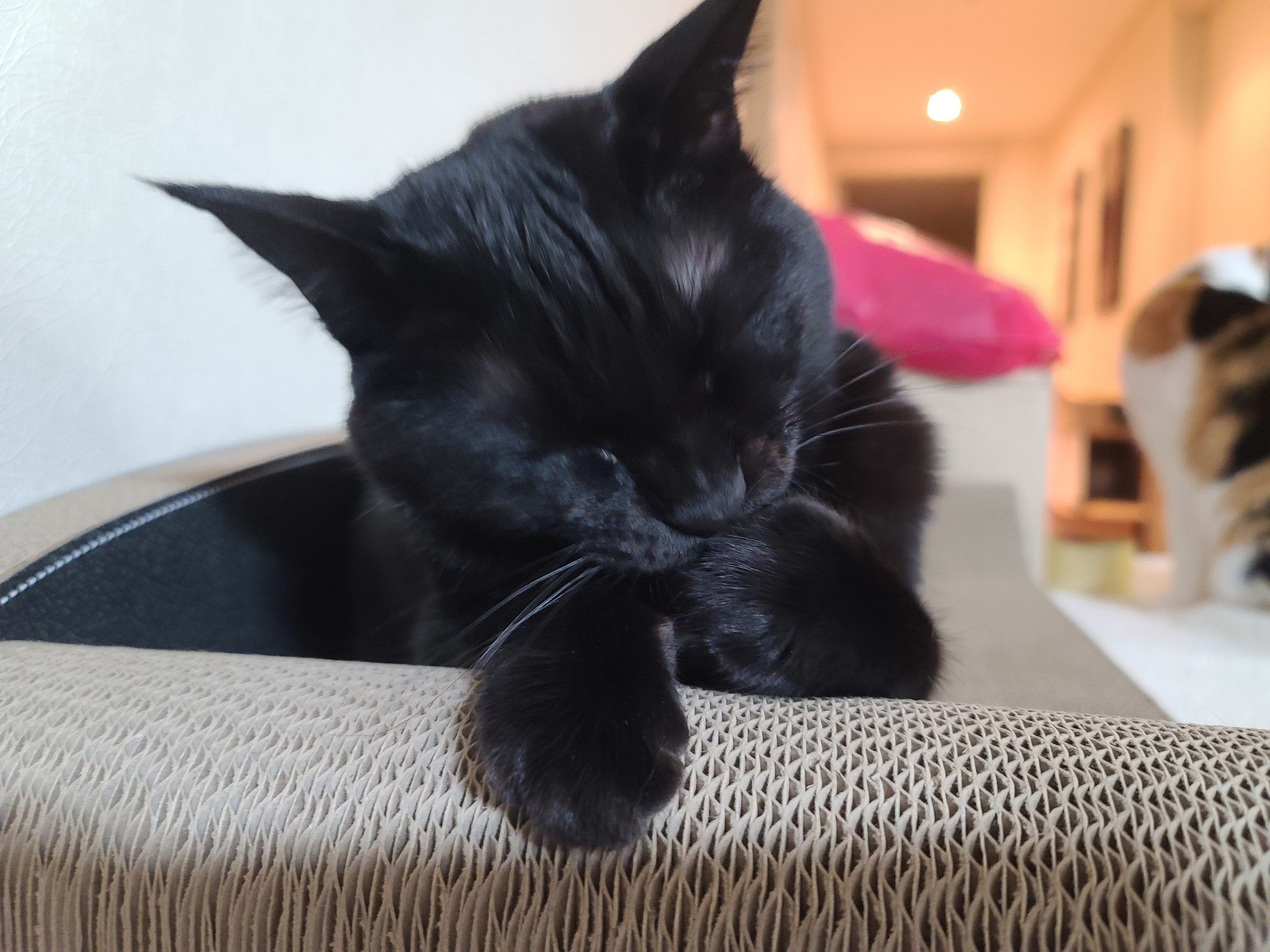 고양이들이 너무 좋아하는 침대형스크래쳐.(feat.엄마 손이랑 놀아주는 건이)