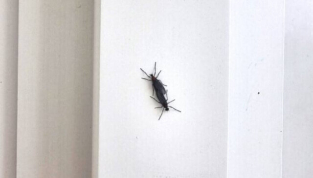 러브버그 제거방법