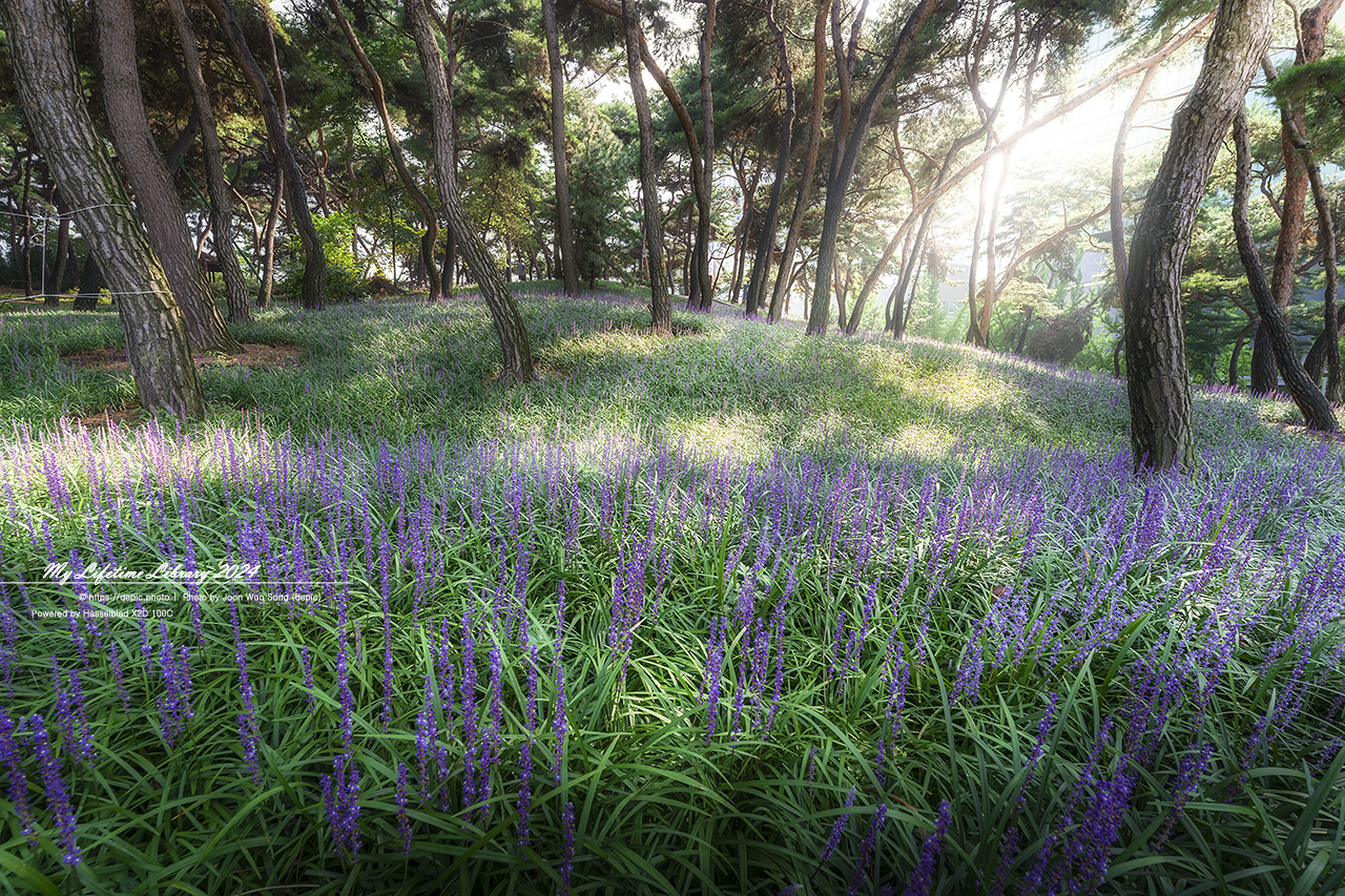 청주 솔밭공원 맥문동 여름