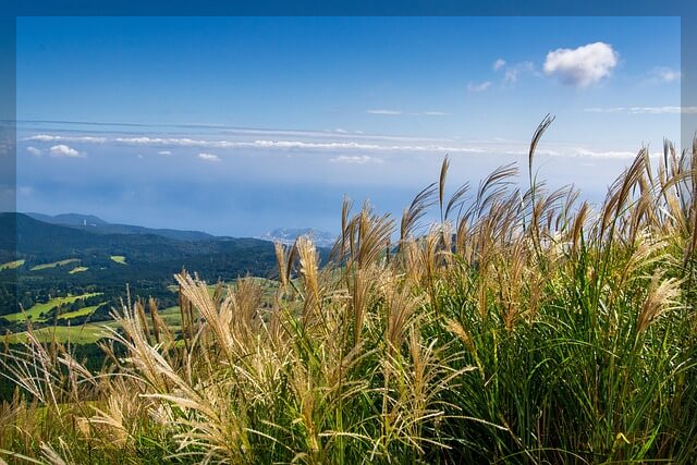 가을에 걷기 좋은 제주 올레길 3곳, 황금빛 억새와 단풍의 절경