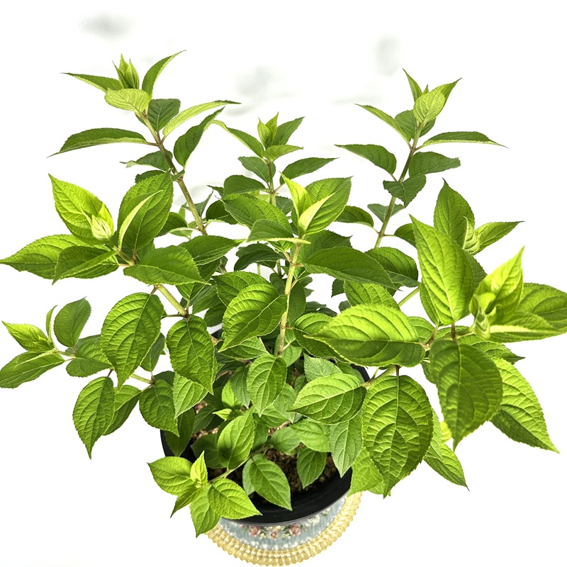 수국 라임라이트 키우기 삽목