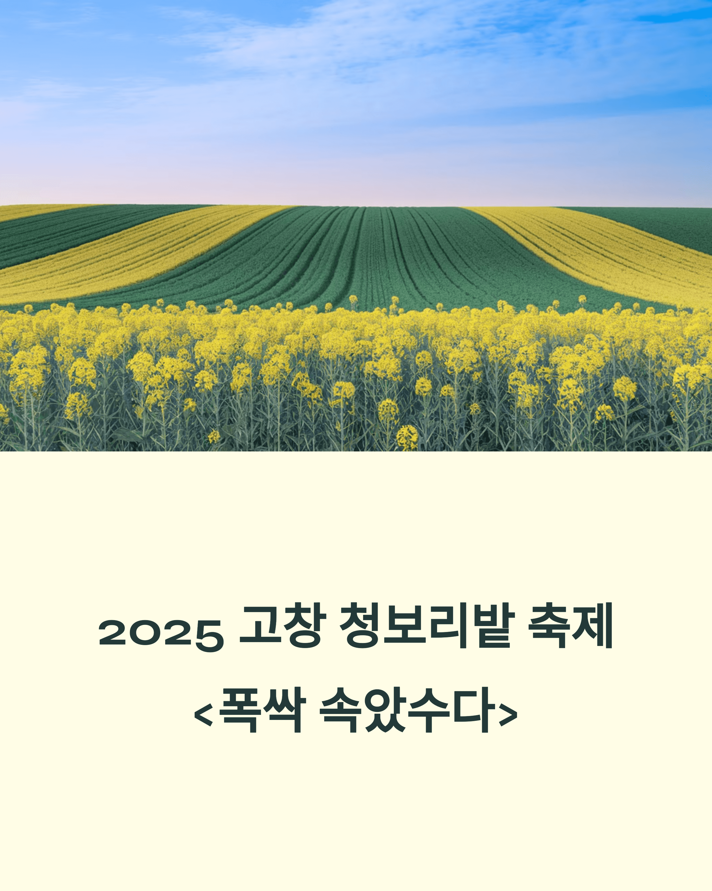 2025 고창 청보리밭 축제, 폭싹 속았수다 유채꽃밭