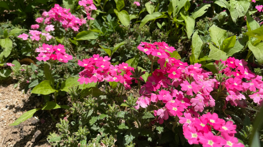 양평 갤러리 카페 카포레 꽃들