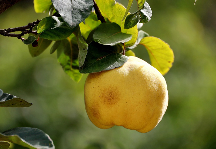 모과가 나무에 열려 있다