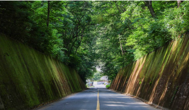 이끼터널