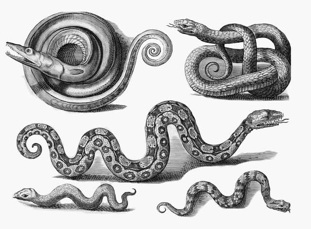 뱀이다~뱀꿈해몽,뱀나오는꿈,안좋은꿈?대박꿈?로또?