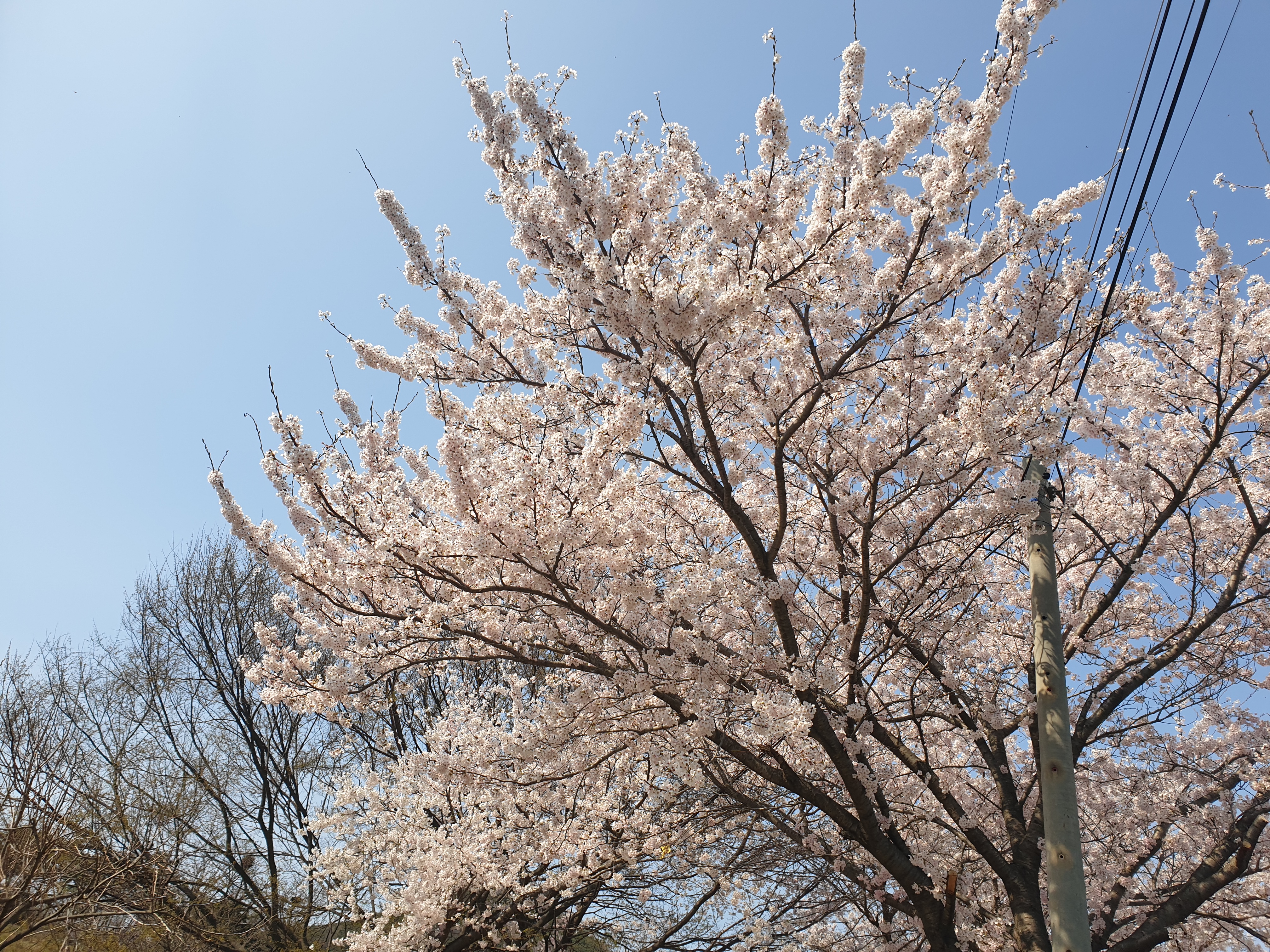 홍성 광천 오서산 벚꽃길 주차 팁 등산 코스 안내