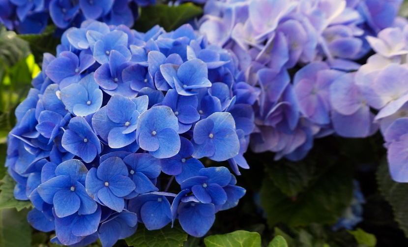 수국 개화 시기