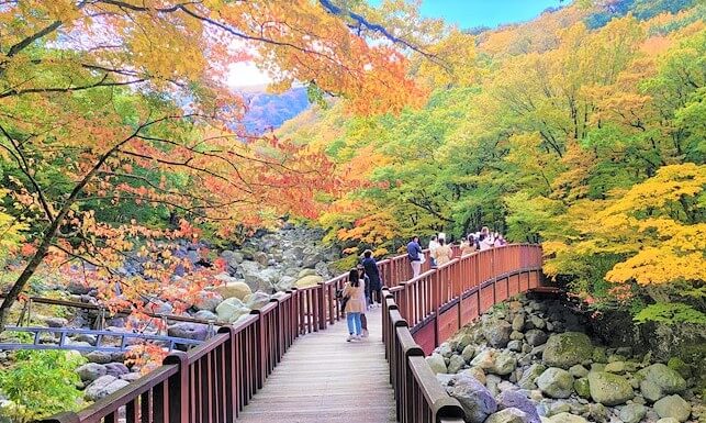 전국 단풍명소, 절정시기