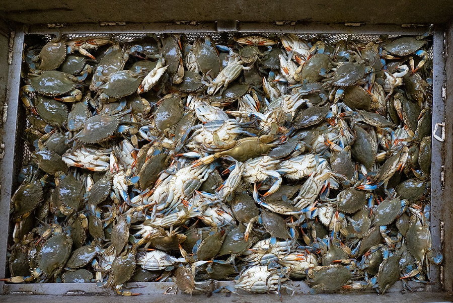 2025년 금어기 풀린 첫 꽃게, 가격은?