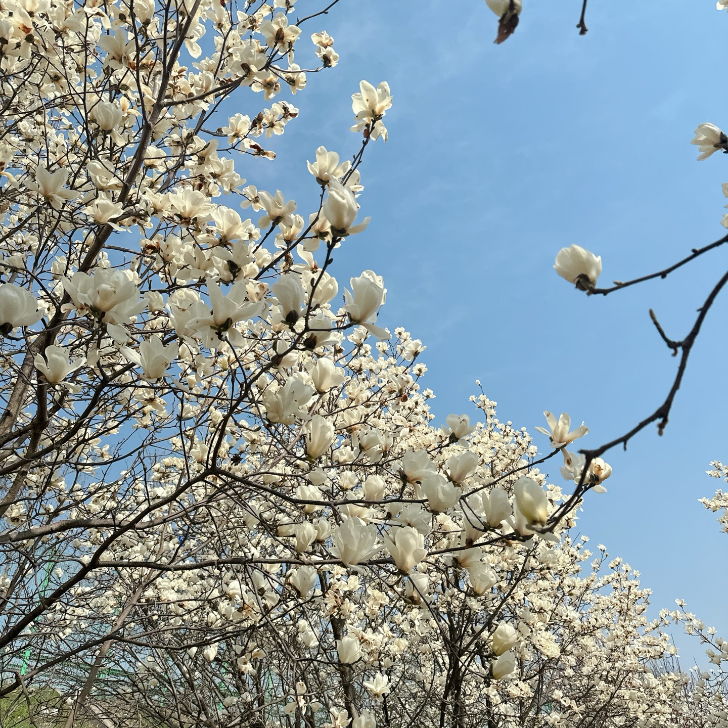 흥동 목련숲 실사