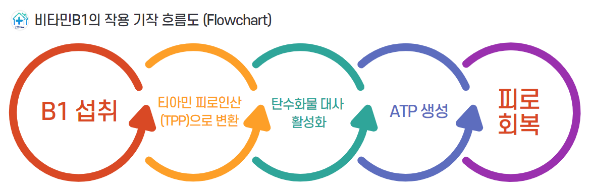 티아민은 티아민 피로인산(TPP) 형태로 체내에서 작용하며, 해당 과정(글리콜리시스)과 시트르산 회로(크렙스 사이클)에서 효소들의 보조인자로 활동합니다.



이를 통해 우리가 섭취한 탄수화물이 포도당으로 전환되고, 다시 에너지원인 ATP(아데노신 삼인산)로 변환됩니다.