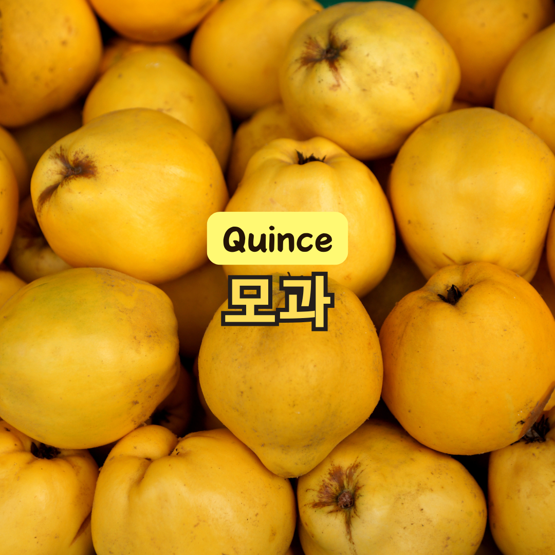 모과 효능과 부작용, 먹는 방법부터 모과차 만드는 법까지