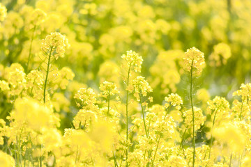 구리 유채꽃 축제 기본정보 행사일정 주차요금
