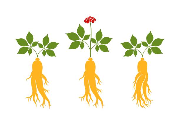 4년근 홍삼과 6년근 홍삼의 차이점