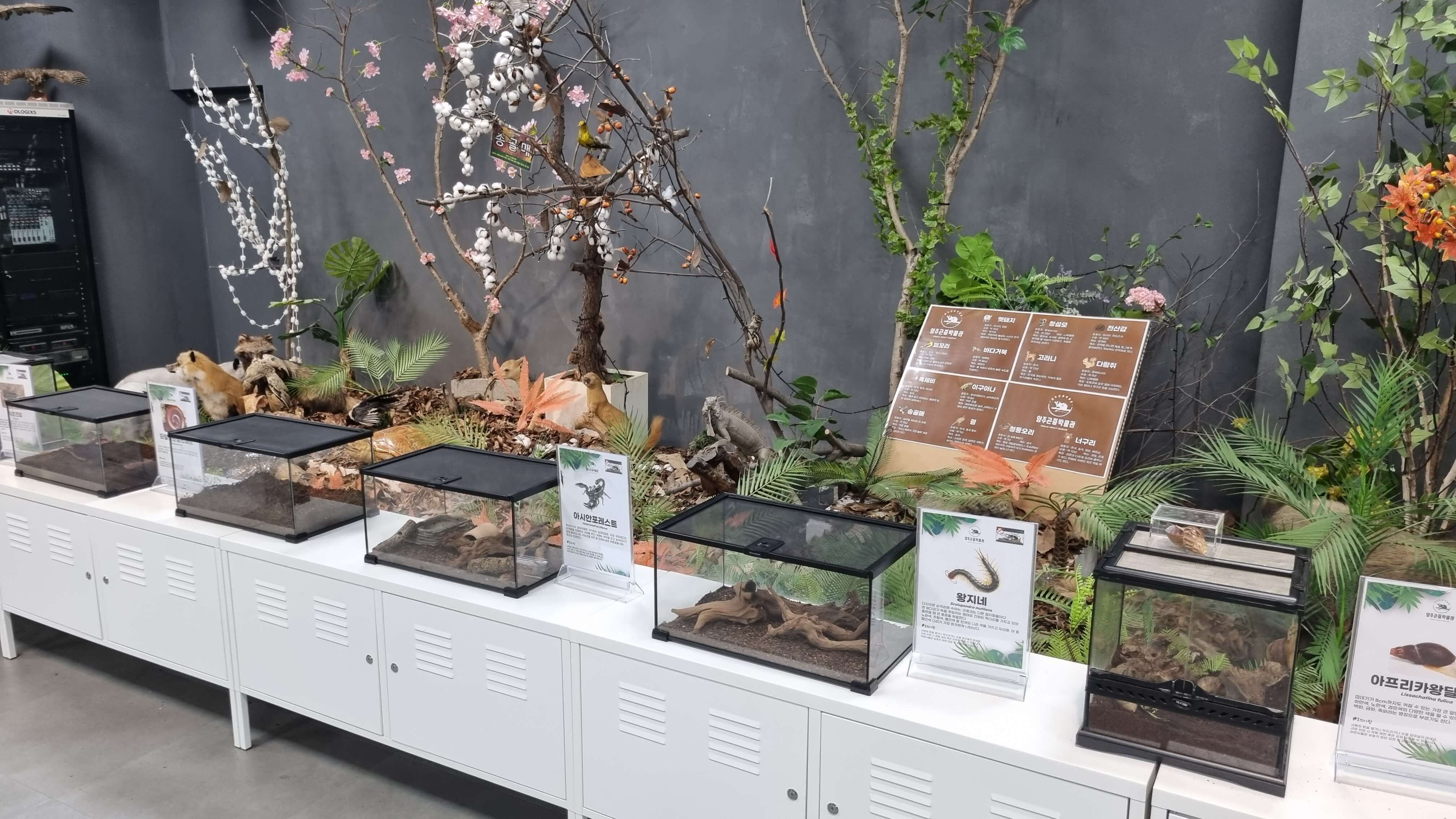 다양한 곤충-사진